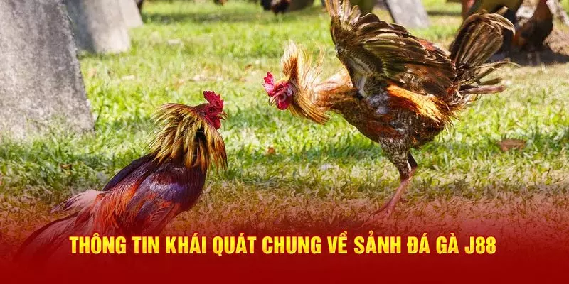 Hệ Thống Đá Gà J88 Hấp Dẫn Bậc Nhất Châu Á Đá gà j88 - Nơi tụ hội của những chiến kê dũng mãnh nhất hành tinh