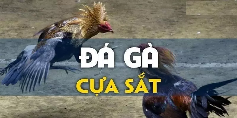 Hệ Thống Đá Gà J88 Hấp Dẫn Bậc Nhất Châu Á Những loại hình đá gà j88 hấp dẫn mà người chơi không nên bỏ qua